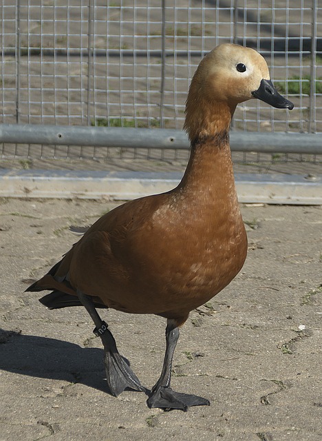 透露